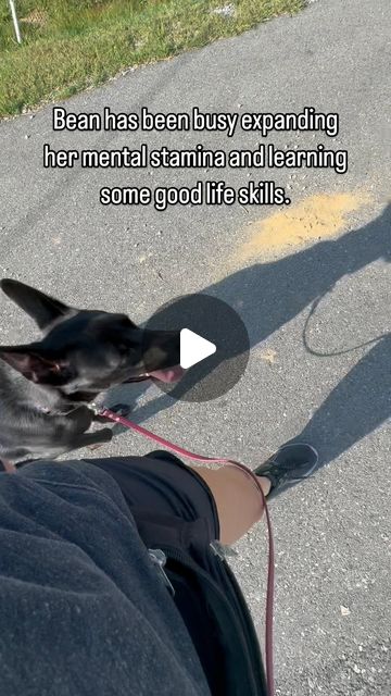 Ashley Jackson | Dog Trainer | Bean is doing great with training!! She still has much to learn but I had to build her mental stamina slowly! You can tell her brain has… | Instagram