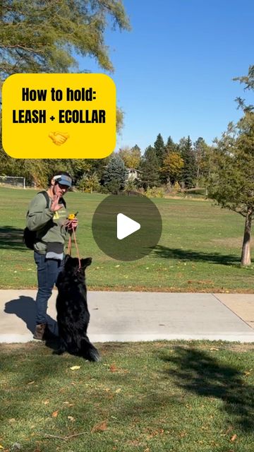 Max Alpert | Adventure Dog Trainer 🏔