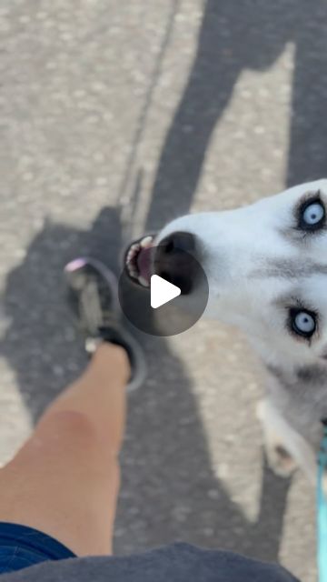 Ashley Jackson | Dog Trainer | Baby angels. The OG squad. Luna and Cypher. 🫶🏼✨🩷#husky #siberianhusky | Instagram