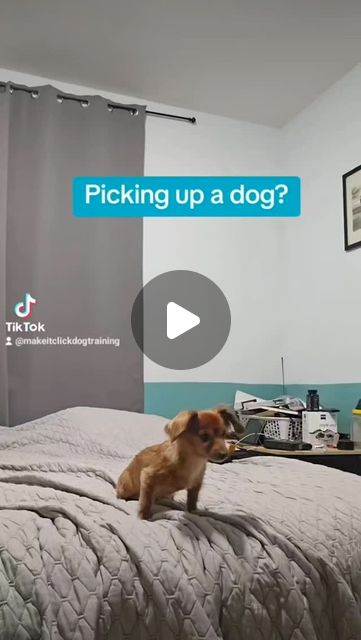 Make It Click Dog Training & Services | How to pickup a small doggo! | Instagram