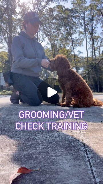 Educated Canine - Dog Training | If you have a dog you should be doing this from day one…Teaching your dog/puppy the importance of being handled by vets and grooming… | Instagram