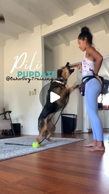 Oahu Dog Training | Guåhan K9 | Kristen Davis, Ph.D. | The thing I love most about my job is the shift in the dog’s quality of life. Sure, I love that the owners are happy. But let’s be real,... | Instagram