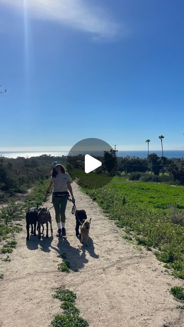 Sol Dog Walking - Certified Dog Trainer: Camila Helping Your Furry Family Member SHINE ☀️