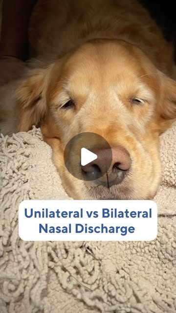 Dr. Zonram Liao | Veterinarian | Did you know that different presentations of nasal discharge can give us clues to different issues? 🤧🩺😤Some examples:✅ Unilateral (one... | Instagram