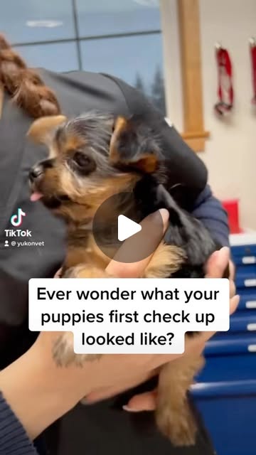 Dr. Michelle Oakley | Puppy cuteness (& health) check! ❤️ Here is a step by step of a puppies typical first vet visit! #puppy #puppies #animals #veterinarian... | Instagram