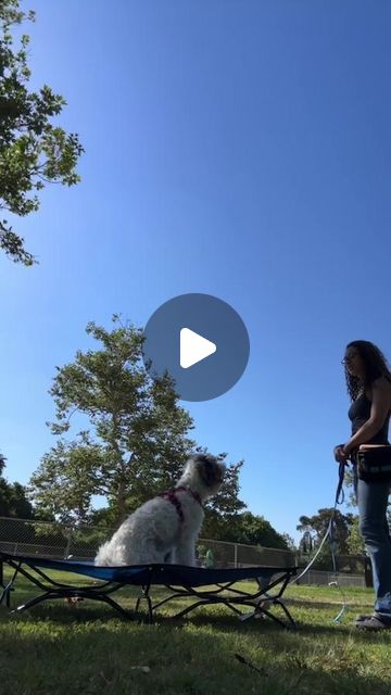 Ari T. | Dog Trainer | Using the dog park to build neutrality, practice recall off of distractions, and continue to solidify that engagement with handler will... | Instagram