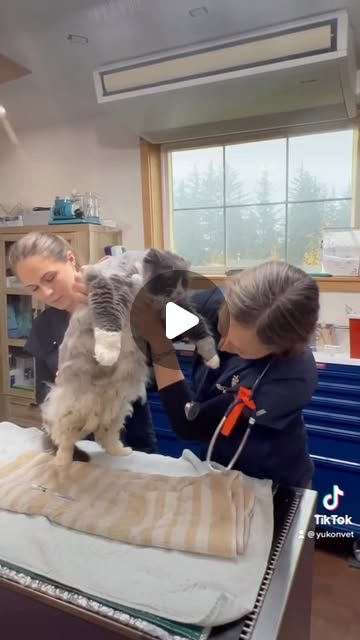 Dr. Michelle Oakley | All hands on deck! This sweet kitty is overweight and has had trouble grooming himself leading to irritating hair mats😬 He now has a fresh... | Instagram