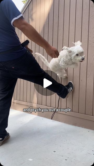 Psycho Dawg Training and Consultations | Introducing Pupkour! In this video, I’ll show you how I taught Poncho to bounce off walls on command. Tricks like this build physical… | Instagram