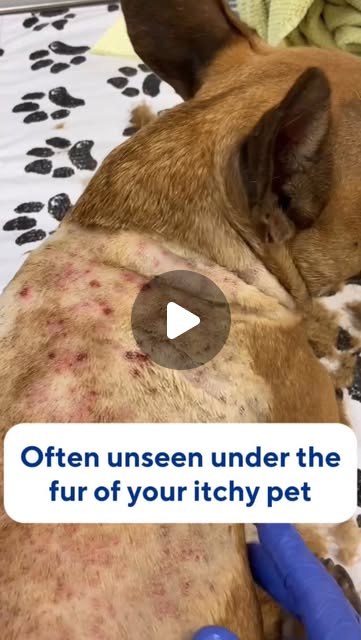 Dr. Zonram Liao | Veterinarian | Here is an example of a pet with environmental allergies, aka #AtopicDermatitis 😢 Unfortunately, allergies are quite common in dogs, with... | Instagram