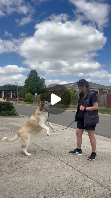 Canine Training Adventure Club | Willow enjoying playing around with lots of different play after her obedience positions today, what a superstar. Was nice to play with her… | Instagram