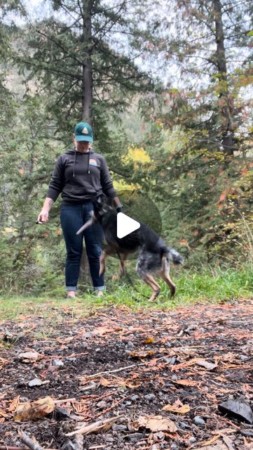 Abbie Leland | Dog Trainer | Yeah, boy! I’m loving Wren’s eagerness and his push into the work. (Also, fit check. I call this my “I’ve been camping for 3 weeks and... | Instagram