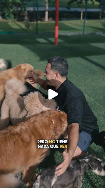 🇵🇷🐾PAWMILY🐾🇵🇷 | El comportamiento del perro depende de ti, no de castrar o no al perro. 📝🐶❤️ Todo se basa en la relación que tienes con tu perro y las... | Instagram