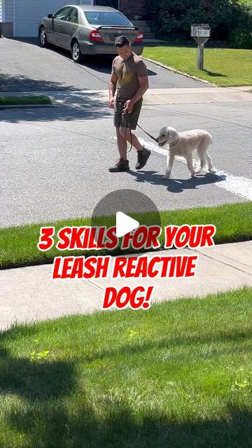 Anthony De Marinis | 🐶If your dog barks and lunges at dogs, you may find these 3 skills helpful! ⭐️To learn more about reactive behavior and leash reactivity… | Instagram