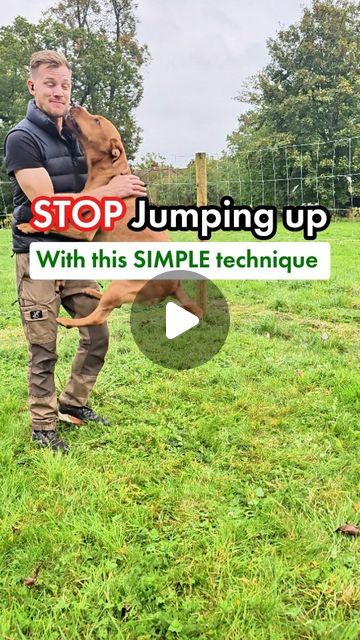 Josh | Dog Training & Behaviourist | Stop jumping up with this simple technique ⤵️✅️ Sit, it's that simpleAs demonstrated if we touch, stroke or push away whilst they are… | Instagram