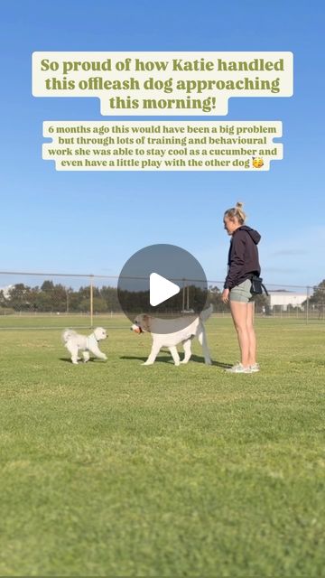 K9 Essence | Dog Training | This girl has turned out to be one of my absolute favourite cases I’ve worked with! ⭐️Katie started with me probably just over 6 months… | Instagram