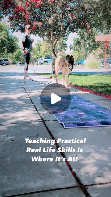 Raschel Hutton | Psychology Based Dog Trainer | Relationship with a dog is everything. It is my philosophy and training approach that the more usable, practical skills your dog knows… | Instagram