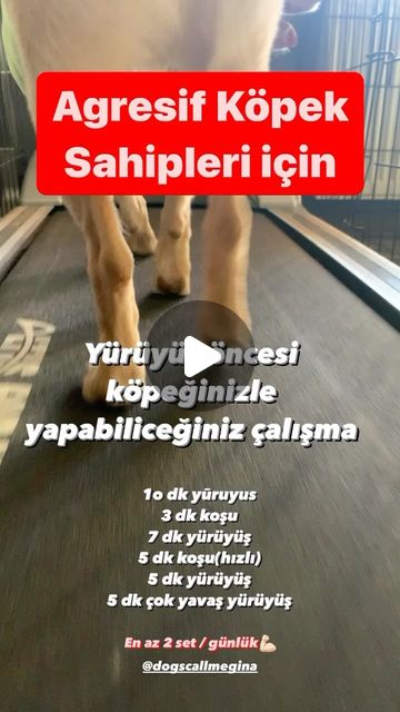 Gokcen Yucekaya (Gina)| Köpek Davranış Uzmanı | Köpeğiniz treadmille alıştıktan sonra;Pozisyon 1 : Koşu bandının yanında, köpeğin sağ veya sol tarafında ayakta durun  Pozisyon 2 :... | Instagram