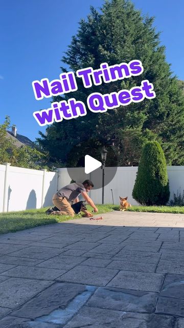 Anthony De Marinis | As promised, here are some video clips of my process with Quest and using the dremel to trim her nails. ⭐️⭐️To see the full unedited video,… | Instagram