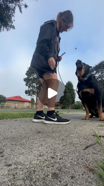 Canine Training Adventure Club | Jett having some morning fun working on his sit along the walk in some different spots on the move. He loves doing all the fun skills and… | Instagram