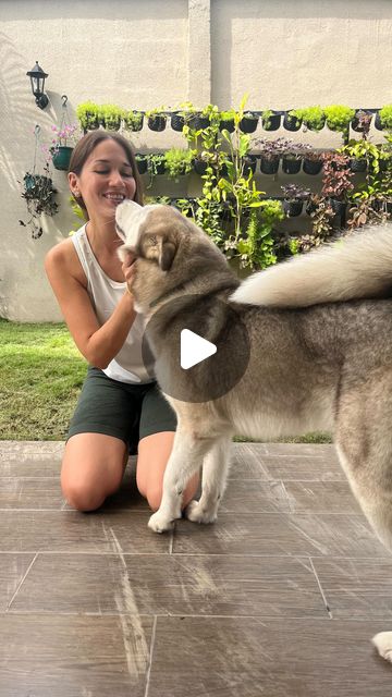 Melissa Vélez | Dog Trainer | Buddha,El Husky que nos rompió la cabeza un par de veces 😂 que no le interesaba nada más que ser libre, lo único que le motivaba era… | Instagram