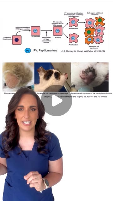 Dr. Marlena Lopez BSc DVM | Did you know that Cutaneous Squamous Cell Carcinoma (SCC) is one of the most prevalent malignant skin tumors in cats? SCC lesions... | Instagram