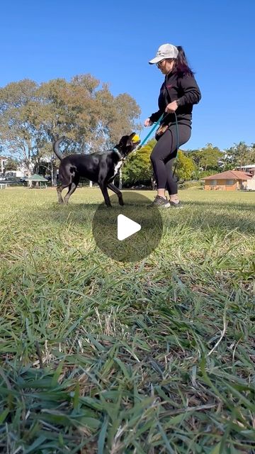 Bayside K9 Training Dog Trainer Helping you & your dog navigate today’s society 🐾Dog Trainer 🐾Private Sessions 🐾Walk & Trains 🐾Custom BioThane Gear