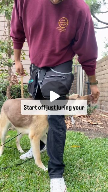 Psycho Dawg Training and Consultations | Teaching your dog tricks like the “Weave” is a fun and effective way for them to build their focus on you. It’s not just about the moves -… | Instagram