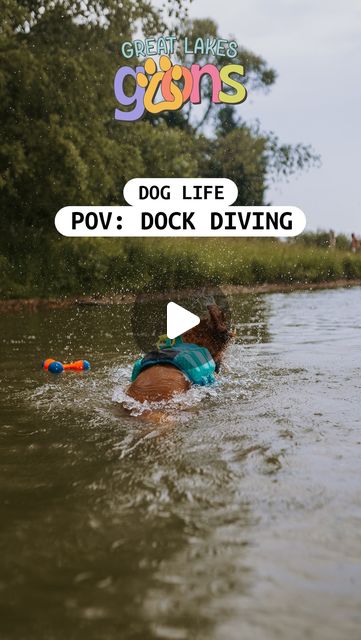 kirstin volkening 🏃🏼‍♀️ | marathon dog mom 🐾✨ | I will spend $4,837,395 for tucker to have this much fun againthis was our first time EVER dock diving. I’m not even sure tucker has… | Instagram