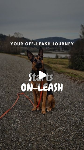 Ashlin - Dog Trainer - Love through Leadership - Mindset | YOUR OFF-LEASH JOURNEY STARTS ON-LEASHI KNOW there will be people out there that don't agree, and that's okay. But if your dog can't… | Instagram