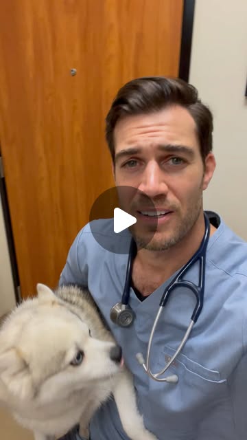 Dr. Evan Antin 🐾 | MiniWolf🐺 (AKA Alaskan Klee Kai 🐶)@conejovet | Instagram