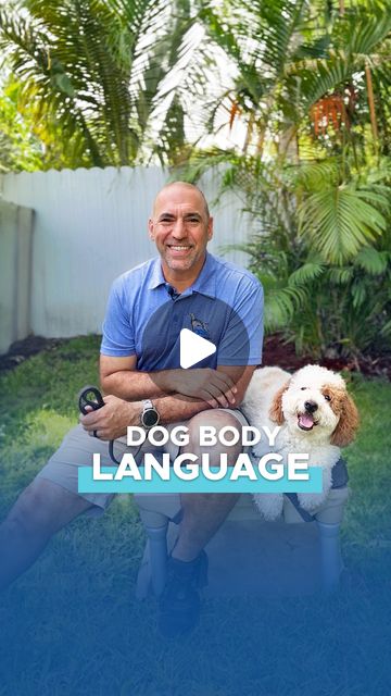 Dog Obedience Training | While your dog may not use words, their body language speaks volumes! 🐶Understanding their cues is essential in various situations, such… | Instagram