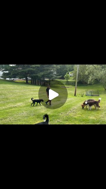 Matt Cochran | Dog Trainer | Watch all the way through, I talk about a mistake I often see! Bella working obedience around other dogs. She goes home this weekend and... | Instagram