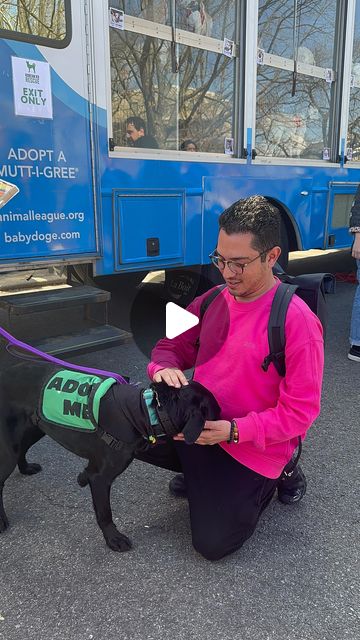 Jindo • Village • Native Dog Training & Education | 💗 Reunion with Melly ☀️🇰🇷I first met Melly at @koreank9rescue @kk9r.kr facility in South Korea. Melly was an excited, Happy-Go-Lucky pup... | Instagram