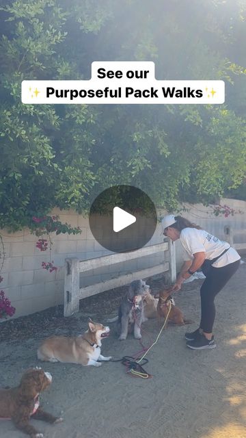 Jessica Graham| OC Dog Trainer | Pack walks were something I wanted to do for some time now, but I knew if I committed to doing it-it had to be done right. Everything I do... | Instagram