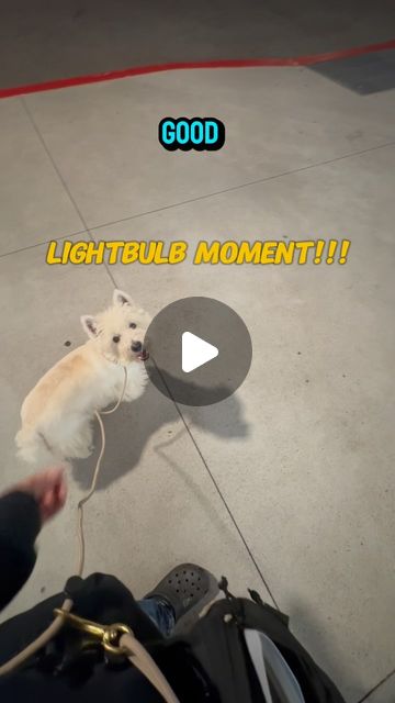 Ari T. | Dog Trainer | Caught this on camera during a socialization session! Hammy is, like so many young dogs, a COVID pup who missed some of the critical... | Instagram