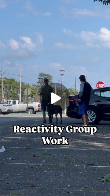 Anthony De Marinis | More clips from our reactivity group class. These dogs and owners are all making so mich progress. In these clips you will see some group… | Instagram