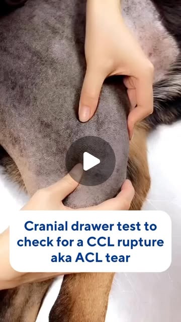 Dr. Zonram Liao | Veterinarian | I’m having my student here practice a Cranial Drawer Test to check for a CCL tear/rupture:1️⃣ First you put one finger on the patella... | Instagram