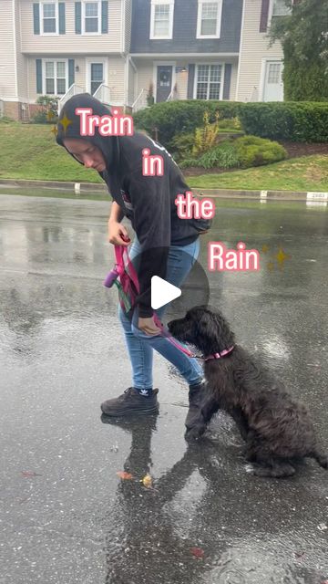 Say It Once Dog Training DC | Train in the rain! An important message to all my fellow dog owners with a training routine with your dog ✨Pros: 1. Desensitizes them to… | Instagram