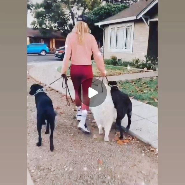 Raschel Hutton | Psychology Based Dog Trainer | Ever pack walk an Oreo Cookie?! 😂 I did today and it was so sweet!! Love you Harley, Stanley and Billie! 😘😘😘.Thankyou for the video Mel!… | Instagram