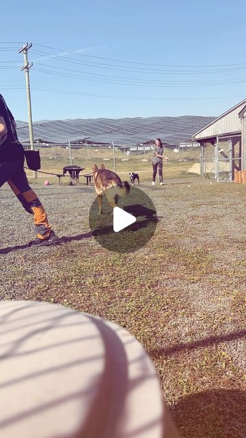 Haley White, CVT | Dog Trainer | @wallingfordanimalcontrol shelter dogs hard at work this morning 💪Thanks @kayla_job @kayla_coastalk9 for the extra set of hands. Also… | Instagram