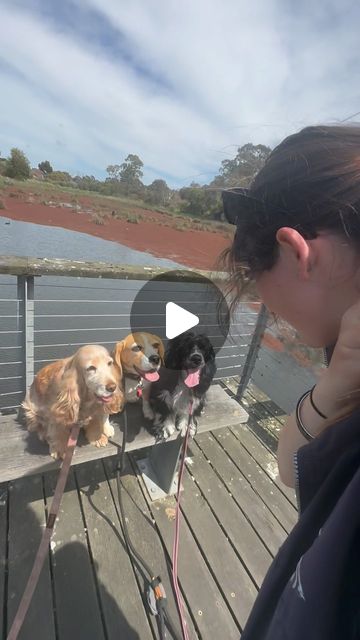 Canine Training Adventure Club | Sasha, Harley and Maggie had loads of ducks to work off in the lake to the right of them, look how well they did remaining on their bench… | Instagram