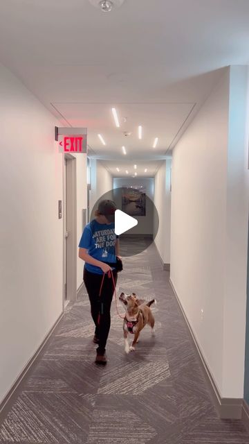 Say It Once Dog Training DC | A look into teaching Olive the “Heel” command for the first time! I love how eager she is to train! 🙌Pro tip: start the heel command… | Instagram