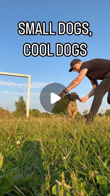 Adam Flack | Dog Trainer | Dog Training Tips and Advice | Small dogs are cool dogs too! Dont let the large dogs hog the lime light!Small dogs are often intelligent, driven and determined. Lets… | Instagram