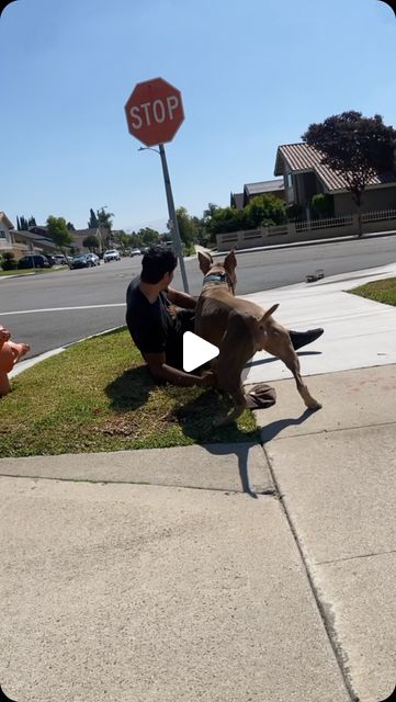 Psycho Dawg Training and Consultations | You can catch us at the 2028 Skateboarding Olympics 🛹#dogtraining #dogsofinstagram #bullymix | Instagram