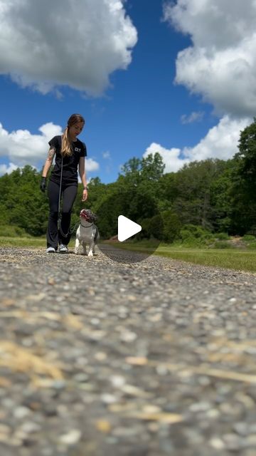 Haley White, CVT | Dog Trainer | The game: acknowledge my existence and we can keep walking. Tune me out and I stop moving. Engagement pays. Rezz took about 10mins to… | Instagram