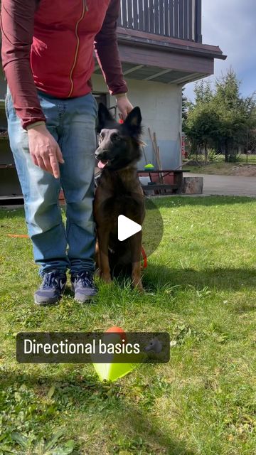 Dog Training DML | Directional work basics ↔️ Starting with one object -> focus -> direct/indirect reward. 2 stage -> 2 objects + left/right command +… | Instagram