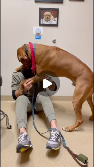Dr. Evan Antin 🐾 | My number one gift recommendation for your pet is the most comprehensive health handbook, only $9.95 for a limited time. Use the link in my... | Instagram