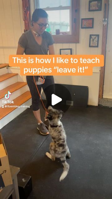 FluentDog Training | Teaching “leave it” with just some food and a leash! Way to go Odie!! #dogtraining #puppytraining #aussie #aussiesofinstagram #aussiepuppy… | Instagram