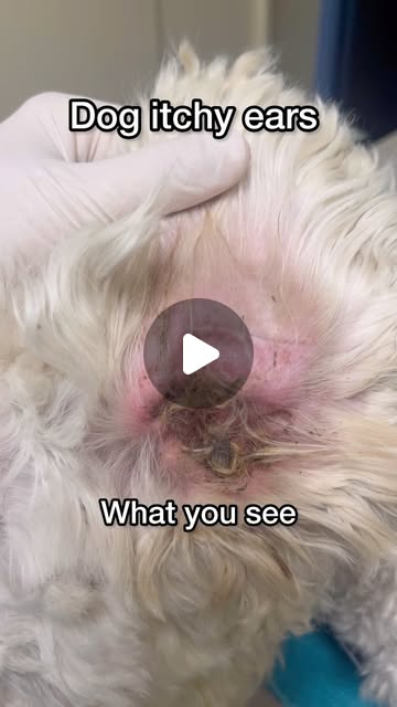 Dr. Marlena Lopez BSc DVM | Is your dog shaking their head or scratching their ears a lot?They might have an ear infection!Ear infections in dogs can be caused by... | Instagram