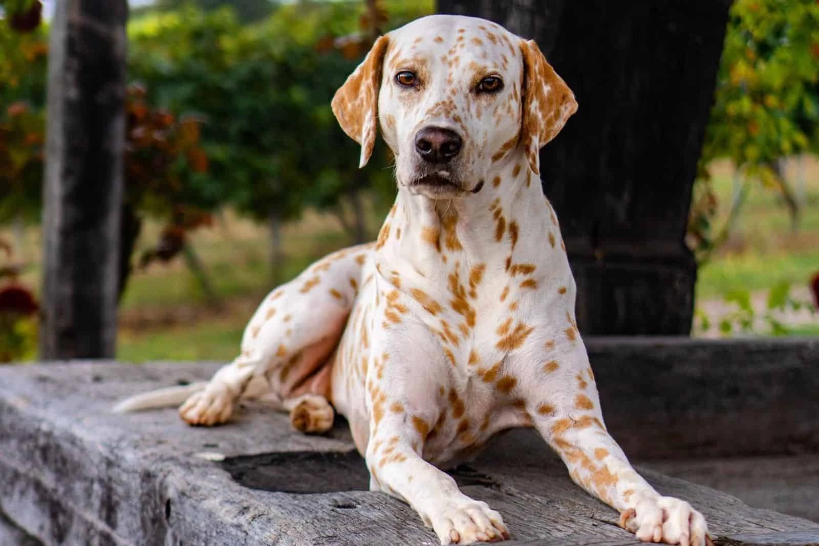 White Dalmatian with Lemon Spots Dog: Breed Information & Characteristics |  Dosty